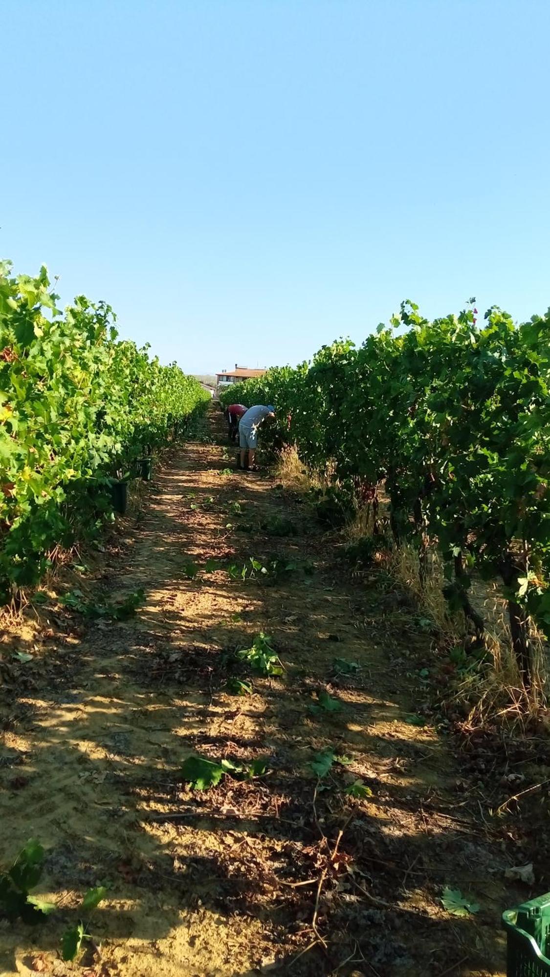 Agriturismo Podere Cirene Rispescia Buitenkant foto